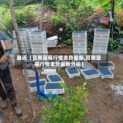 最近【莒南蓝莓行情走势最新,莒南蓝莓行情走势最新分析】