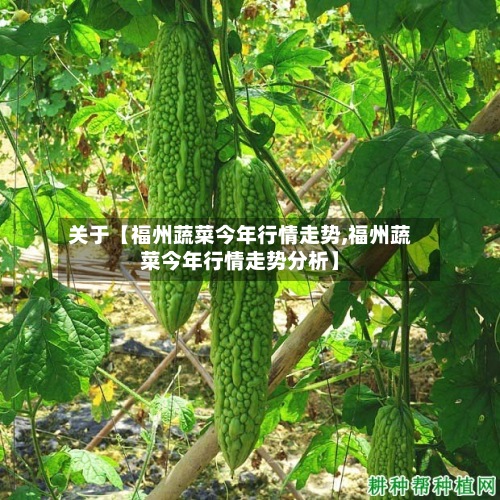 关于【福州蔬菜今年行情走势,福州蔬菜今年行情走势分析】-第2张图片