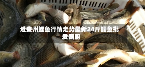近来
【贵州鲤鱼行情走势最新24斤鲤鱼批发费用
贵州】-第3张图片