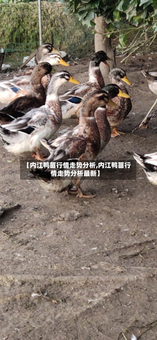 【内江鸭苗行情走势分析,内江鸭苗行情走势分析最新】