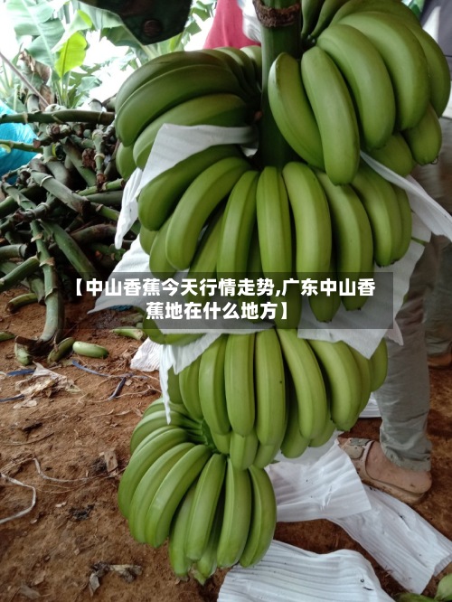【中山香蕉今天行情走势,广东中山香蕉地在什么地方】-第2张图片