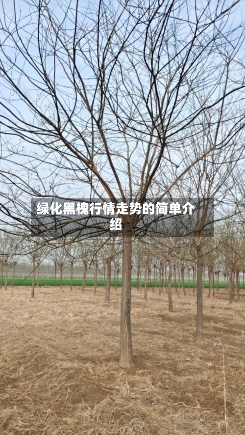 绿化黑槐行情走势的简单介绍-第2张图片