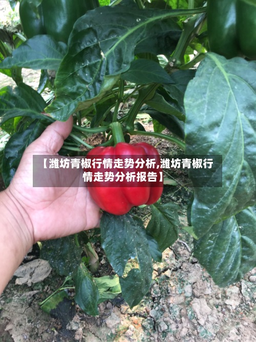 【潍坊青椒行情走势分析,潍坊青椒行情走势分析报告】