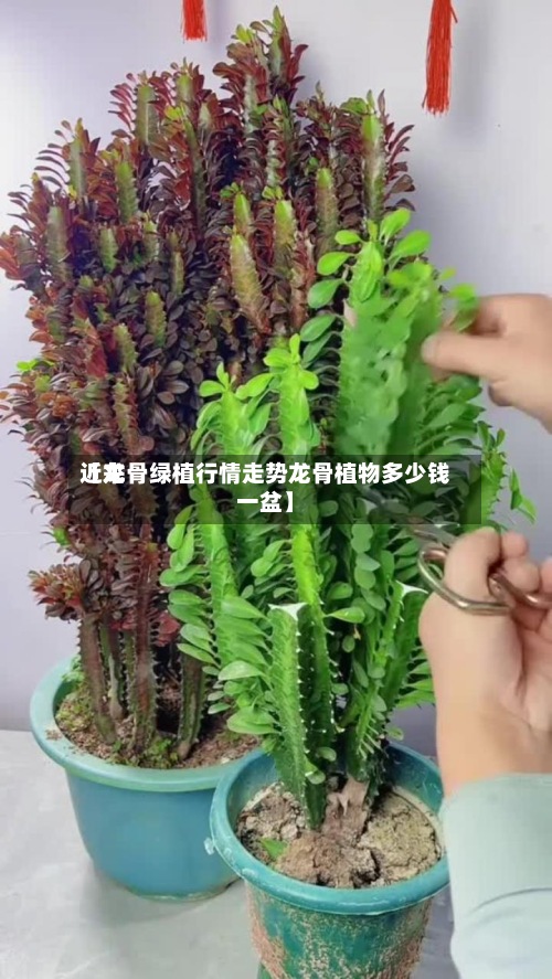 近来【龙骨绿植行情走势龙骨植物多少钱一盆】-第3张图片