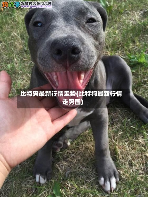 比特狗最新行情走势(比特狗最新行情走势图)
