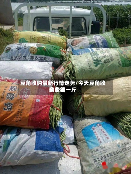 豆角收购最新行情走势/今天豆角收购费用
多少钱一斤-第2张图片