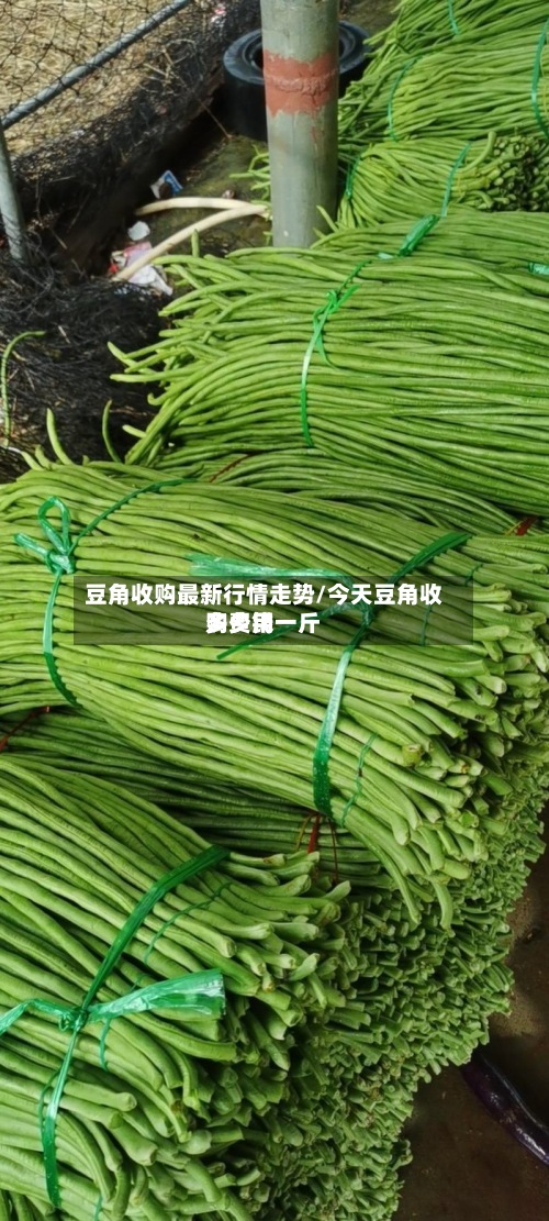 豆角收购最新行情走势/今天豆角收购费用
多少钱一斤-第3张图片