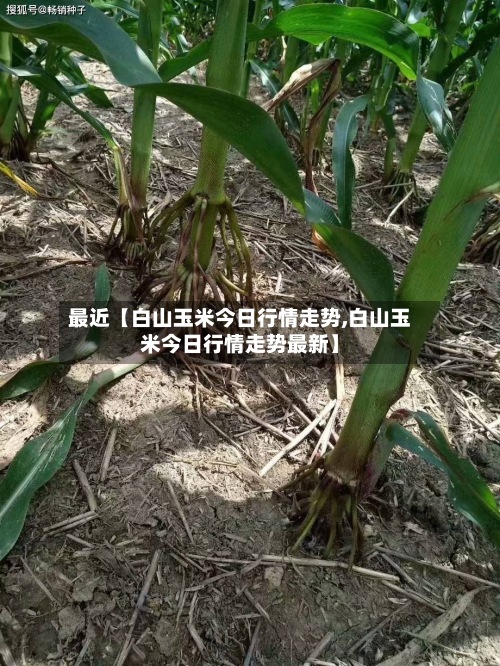 最近【白山玉米今日行情走势,白山玉米今日行情走势最新】