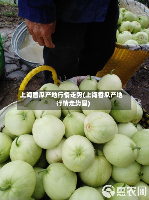 上海香瓜产地行情走势(上海香瓜产地行情走势图)