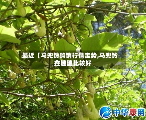 最近【马兜铃购销行情走势,马兜铃产地地比较好在哪里】