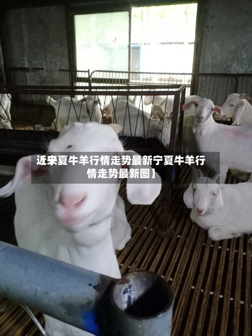 近来【宁夏牛羊行情走势最新宁夏牛羊行情走势最新图】-第2张图片
