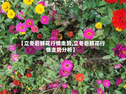 【立冬后鲜花行情走势,立冬后鲜花行情走势分析】-第2张图片