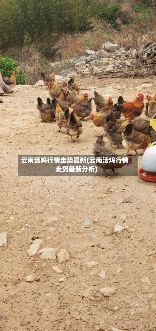 云南活鸡行情走势最新(云南活鸡行情走势最新分析)