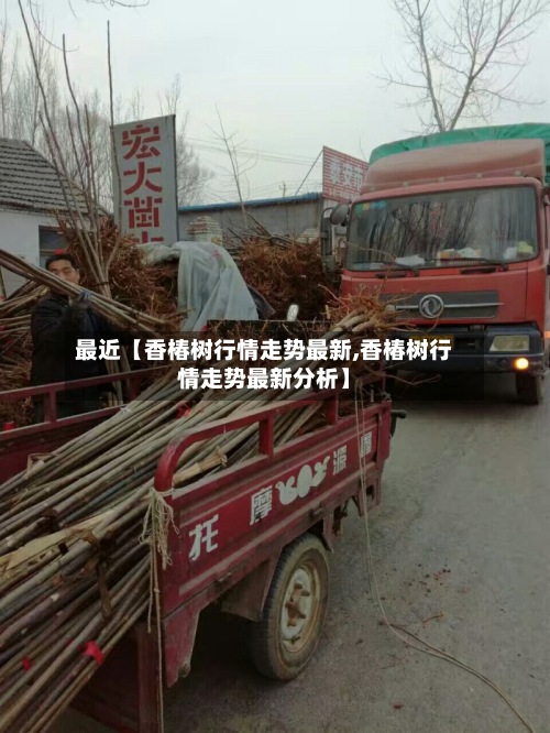 最近【香椿树行情走势最新,香椿树行情走势最新分析】-第3张图片