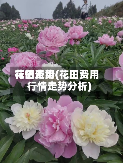 花田费用
行情走势(花田费用
行情走势分析)