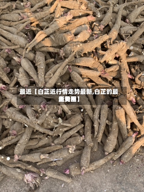 最近【白芷近行情走势最新,白芷的最新费用
走势图】