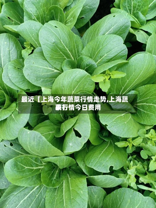 最近【上海今年蔬菜行情走势,上海蔬菜行情今日费用表】-第3张图片