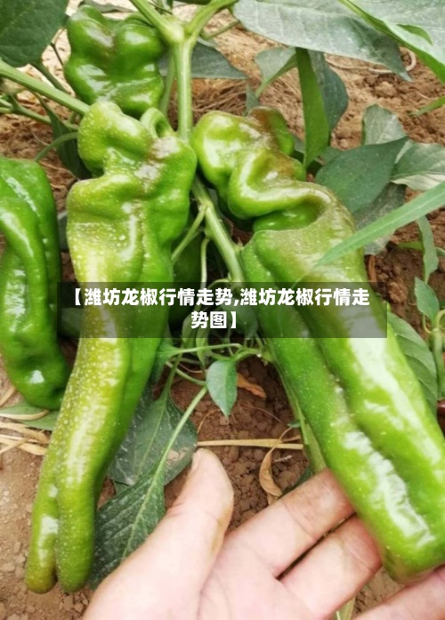 【潍坊龙椒行情走势,潍坊龙椒行情走势图】