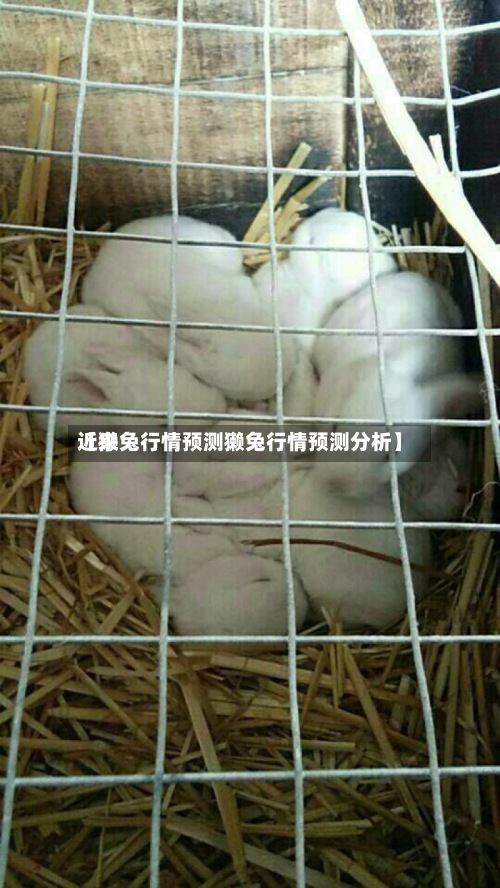 近来
【獭兔行情预测獭兔行情预测分析】-第2张图片