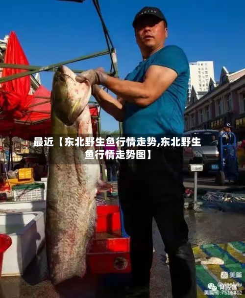 最近【东北野生鱼行情走势,东北野生鱼行情走势图】-第2张图片