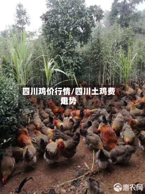 四川鸡价行情/四川土鸡费用走势