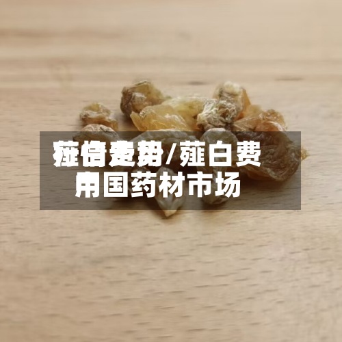 薤白费用行情走势/薤白费用中国药材市场-第2张图片