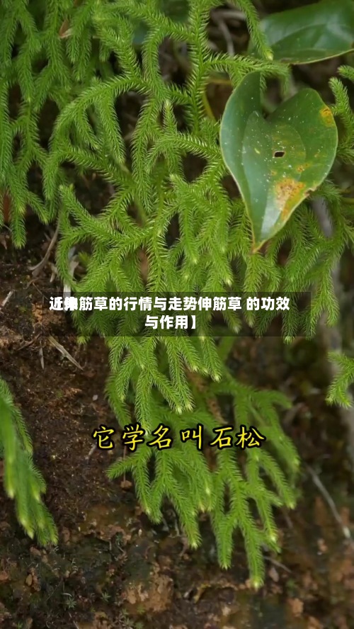 近来
【伸筋草的行情与走势伸筋草 的功效与作用】-第2张图片