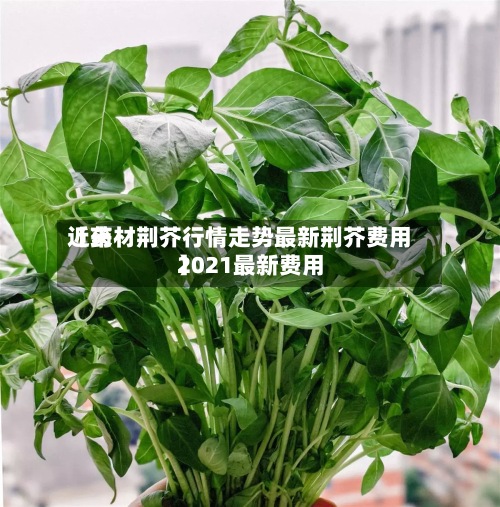 近来
【药材荆芥行情走势最新荆芥费用
2021最新费用
】-第3张图片