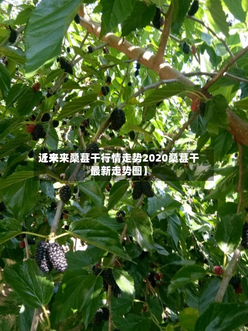 近来
【未来桑葚干行情走势2020桑葚干最新走势图】-第2张图片