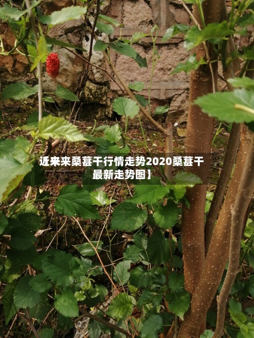 近来
【未来桑葚干行情走势2020桑葚干最新走势图】
