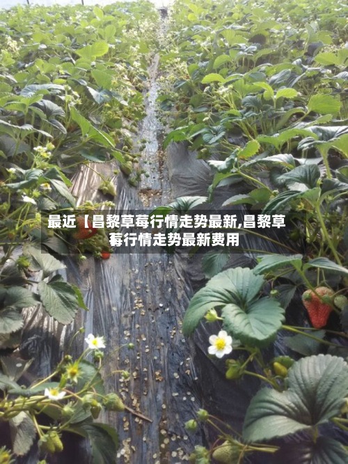 最近【昌黎草莓行情走势最新,昌黎草莓行情走势最新费用】-第2张图片