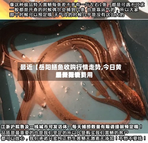 最近【岳阳鳝鱼收购行情走势,今日黄鳝费用最新行情费用表一览表】