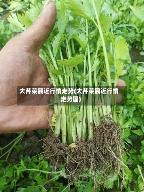 大芹菜最近行情走势(大芹菜最近行情走势图)-第3张图片