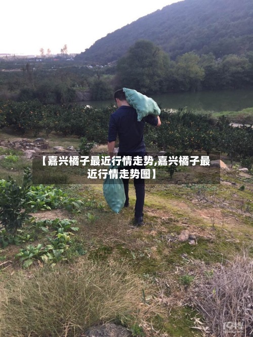 【嘉兴橘子最近行情走势,嘉兴橘子最近行情走势图】