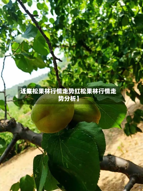 近来【红松果林行情走势红松果林行情走势分析】