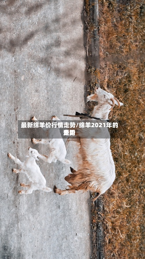最新绵羊价行情走势/绵羊2021年的费用
走势-第3张图片