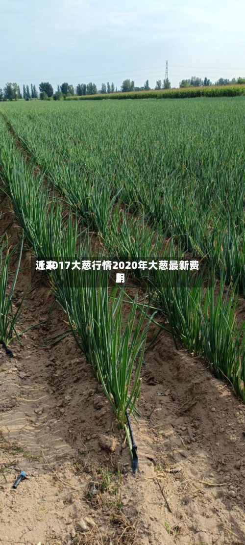 近来
【2017大葱行情2020年大葱最新费用
】