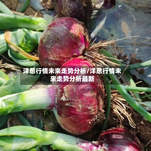 洋葱行情未来走势分析/洋葱行情未来走势分析最新-第2张图片