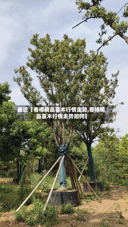 最近【香樟精品苗木行情走势,香樟精品苗木行情走势如何】