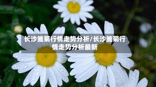 长沙雏菊行情走势分析/长沙雏菊行情走势分析最新