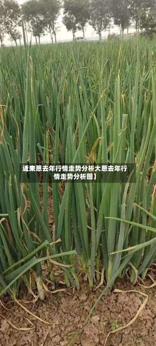 近来
【大葱去年行情走势分析大葱去年行情走势分析图】-第2张图片