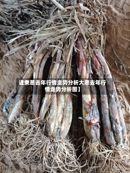 近来
【大葱去年行情走势分析大葱去年行情走势分析图】