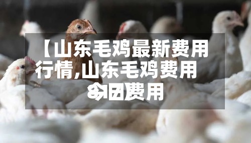 【山东毛鸡最新费用
行情,山东毛鸡费用
今日费用
817】-第2张图片