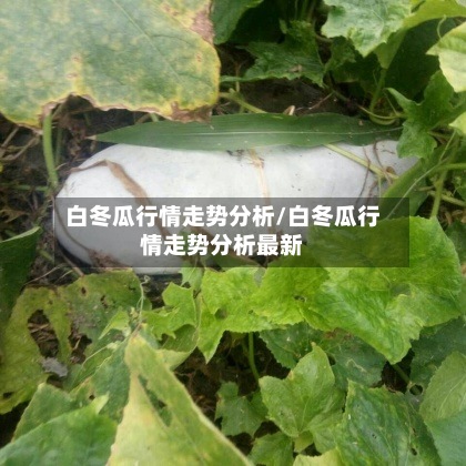 白冬瓜行情走势分析/白冬瓜行情走势分析最新
