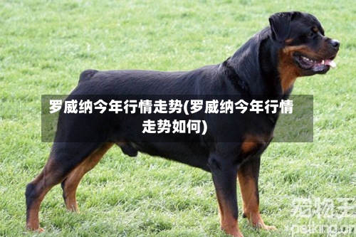 罗威纳今年行情走势(罗威纳今年行情走势如何)-第3张图片