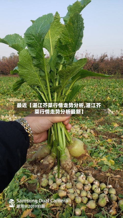 最近【湛江芥菜行情走势分析,湛江芥菜行情走势分析最新】