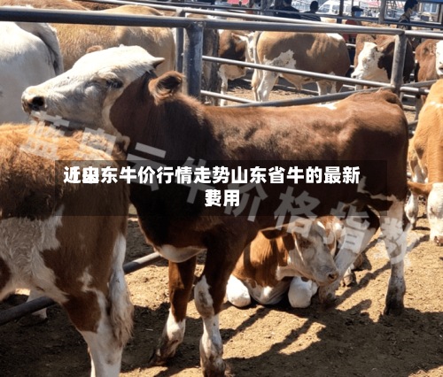近来
【山东牛价行情走势山东省牛的最新费用
】-第2张图片
