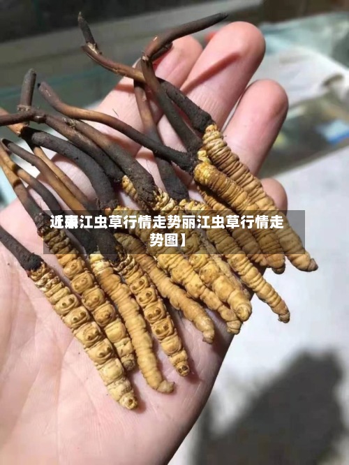 近来
【丽江虫草行情走势丽江虫草行情走势图】