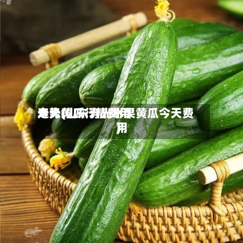 寿光黄瓜行情费用走势(山东寿光水果黄瓜今天费用)