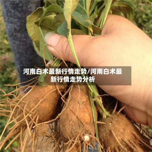 河南白术最新行情走势/河南白术最新行情走势分析